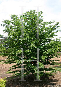 Picture of Carpinus turczaninowii 