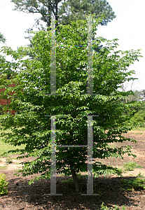 Picture of Carpinus turczaninowii 