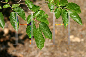 Picture of Carpinus turczaninowii 