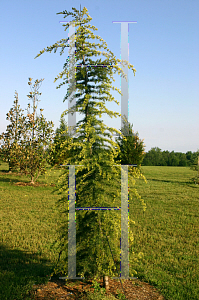 Picture of Cedrus deodara 'Aurea Pendula'