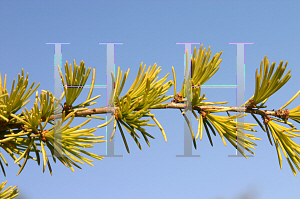 Picture of Cedrus deodara 'Aurea Pendula'