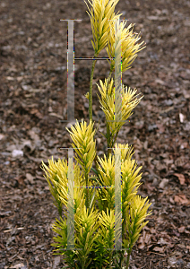 Picture of Cephalotaxus harringtonia 'Korean Gold'