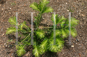 Picture of Cephalotaxus sinensis 