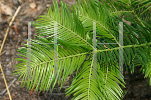 Picture of Cephalotaxus sinensis 