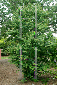 Picture of Cercidiphyllum japonicum 'Ruby'