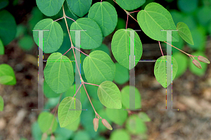 Picture of Cercidiphyllum japonicum 'Ruby'