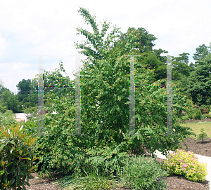 Picture of Cercidiphyllum japonicum var. sinense 