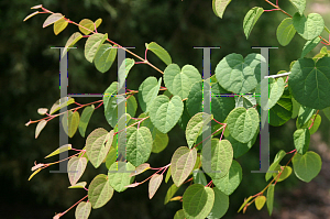 Picture of Cercidiphyllum japonicum var. sinense 