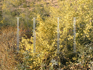 Picture of Parkinsonia florida 