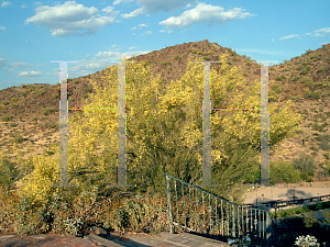 Picture of Parkinsonia florida 