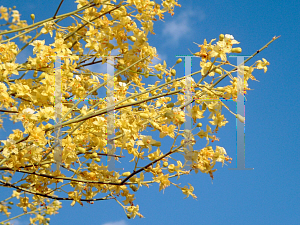 Picture of Parkinsonia florida 