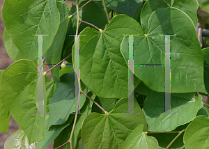 Picture of Cercis canadensis 'Covey (Lavender Twist'