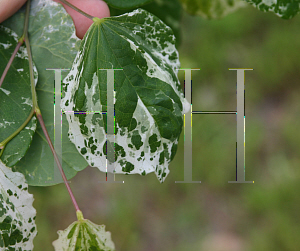 Picture of Cercis canadensis 'Floating Clouds'