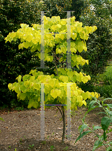 Picture of Cercis canadensis 'Hearts of Gold'