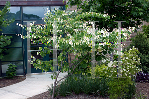 Picture of Cercis canadensis 'Silver Cloud'