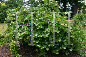 Picture of Cercis canadensis var. texensis 'Traveller'