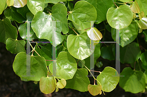 Picture of Cercis canadensis var. texensis 'Traveller'