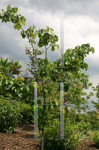 Picture of Cercis gigantea 