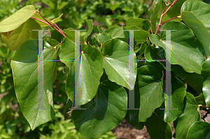 Picture of Cercis gigantea 