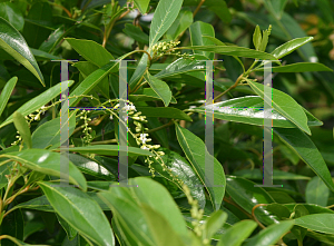 Picture of Citharexylum fruticosum 