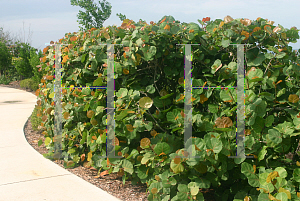 Picture of Coccoloba uvifera 