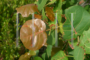 Picture of Coccoloba uvifera 