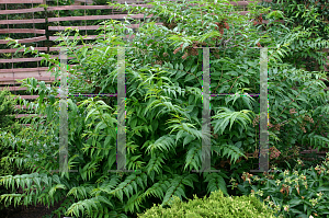 Picture of Coriaria japonica 