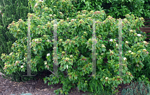 Picture of Cornus pumila 