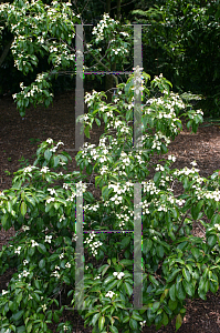 Picture of Cornus capitata emeiensis(ssp) 