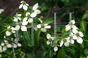 Picture of Cornus capitata emeiensis(ssp) 