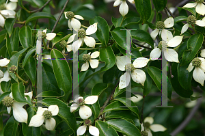 Picture of Cornus capitata emeiensis(ssp) 