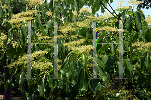 Picture of Cornus controversa 