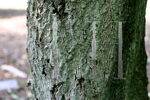 Picture of Cornus controversa 