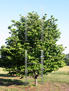 Picture of Cornus florida 'Cherokee Princess'