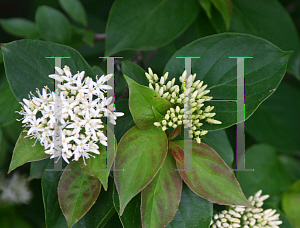 Picture of Cornus pumila 