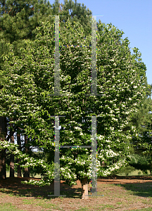 Picture of Cornus kousa X C. florida 'Rutcan(Constellation)'