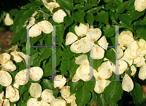 Picture of Cornus kousa X C. florida 'Rutcan(Constellation)'