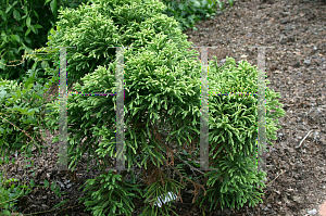 Picture of Cryptomeria japonica 'Rein's Dense Jade'