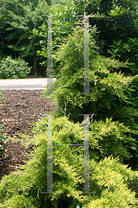 Picture of Cupressus arizonica 'Golden Pyramid'