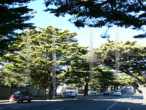 Picture of Cupressus macrocarpa 'Horizontalis Aurea'