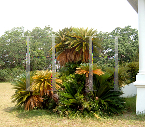 Picture of Cycas revoluta 