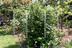 Picture of Deutzia rubens 