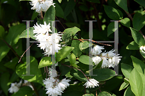 Picture of Deutzia rubens 