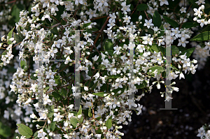 Picture of Deutzia setchuenensis var. corymbiflora 