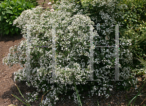 Picture of Deutzia setchuenensis var. corymbiflora 