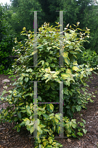 Picture of Elaeagnus x ebbingei 'Coastal Gold'