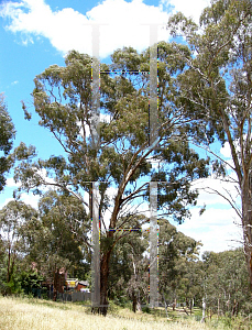 Picture of Eucalyptus melliodora 