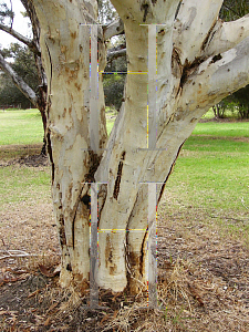 Picture of Eucalyptus laliae 