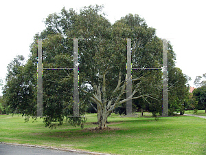 Picture of Eucalyptus laliae 