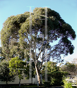 Picture of Eucalyptus leucoxylon 